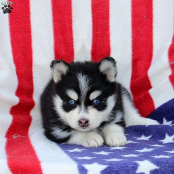 Galina, Pomsky Puppy